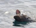 Northern Fur Seal